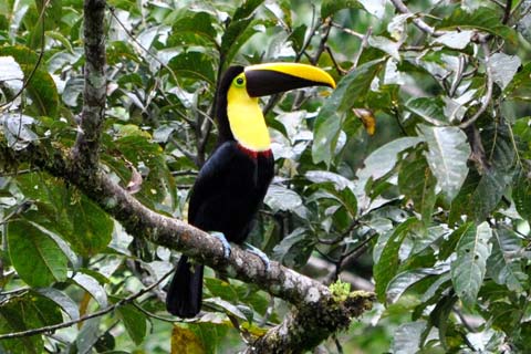 7 Days of Birding Tour